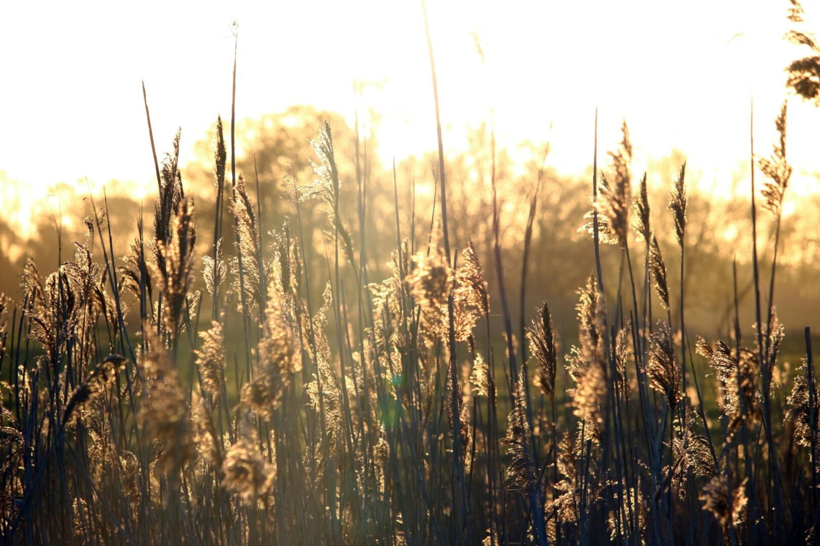 tall grass pexels-pixabay-270235